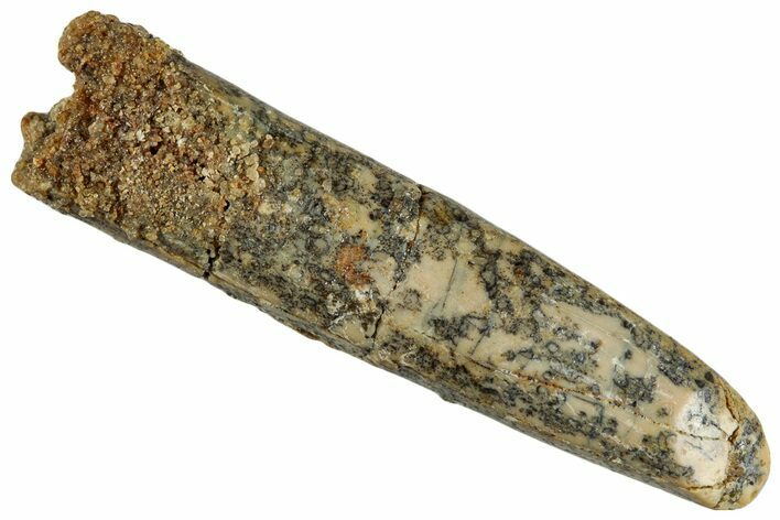 Fossil Sauropod Dinosaur (Rebbachisaurus) Tooth - Morocco #293671